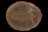 Fossil Worm (Fossundecima) - Illinois #120873-1